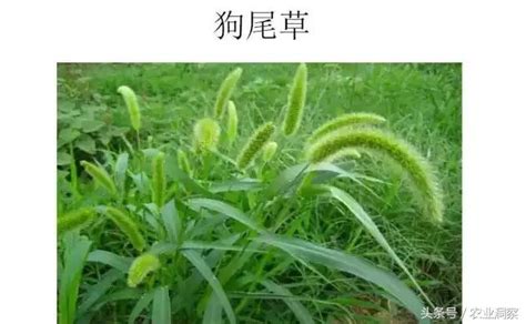 雜草 花|認識雜草篇